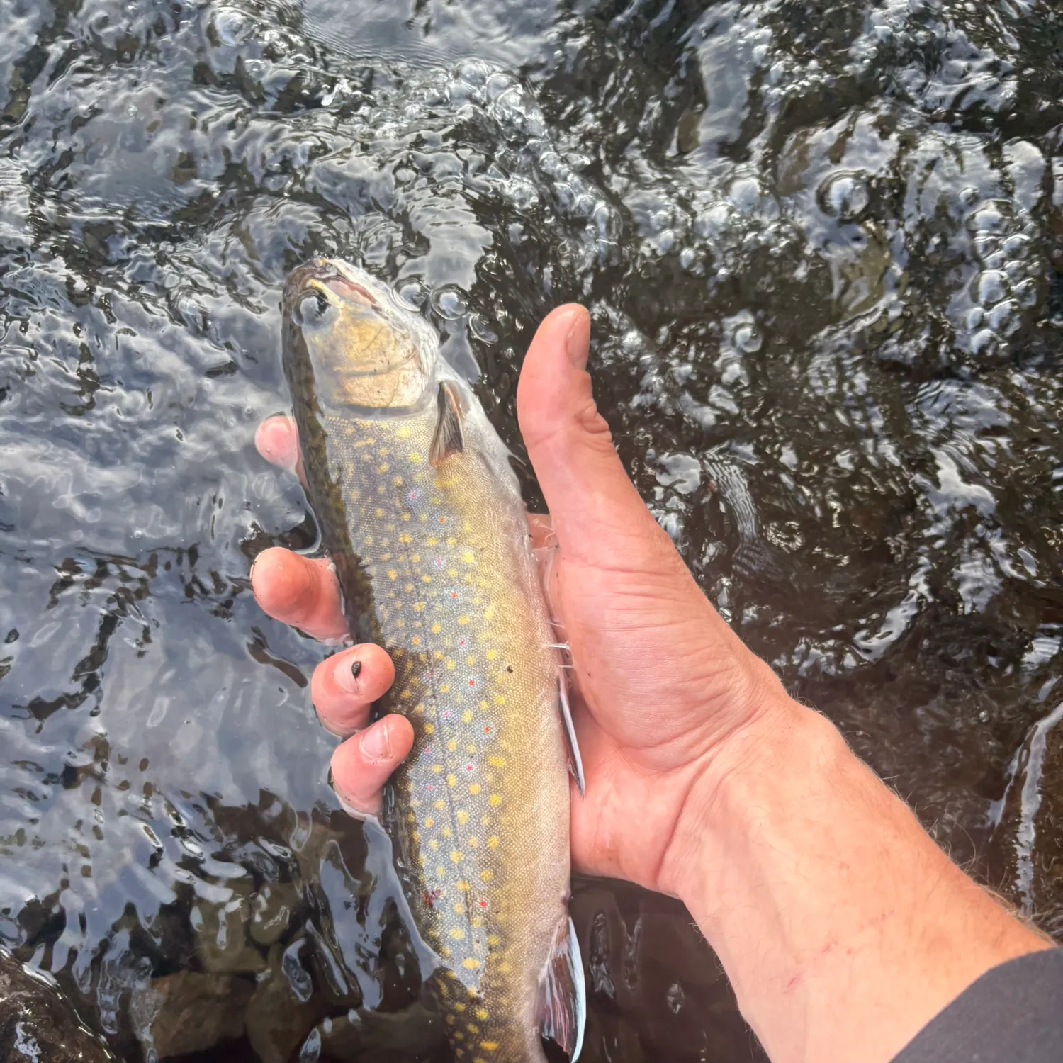 Brook trout caught on Fishbrain