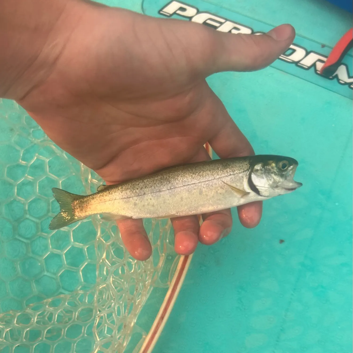 Rainbow trout caught on Fishbrain
