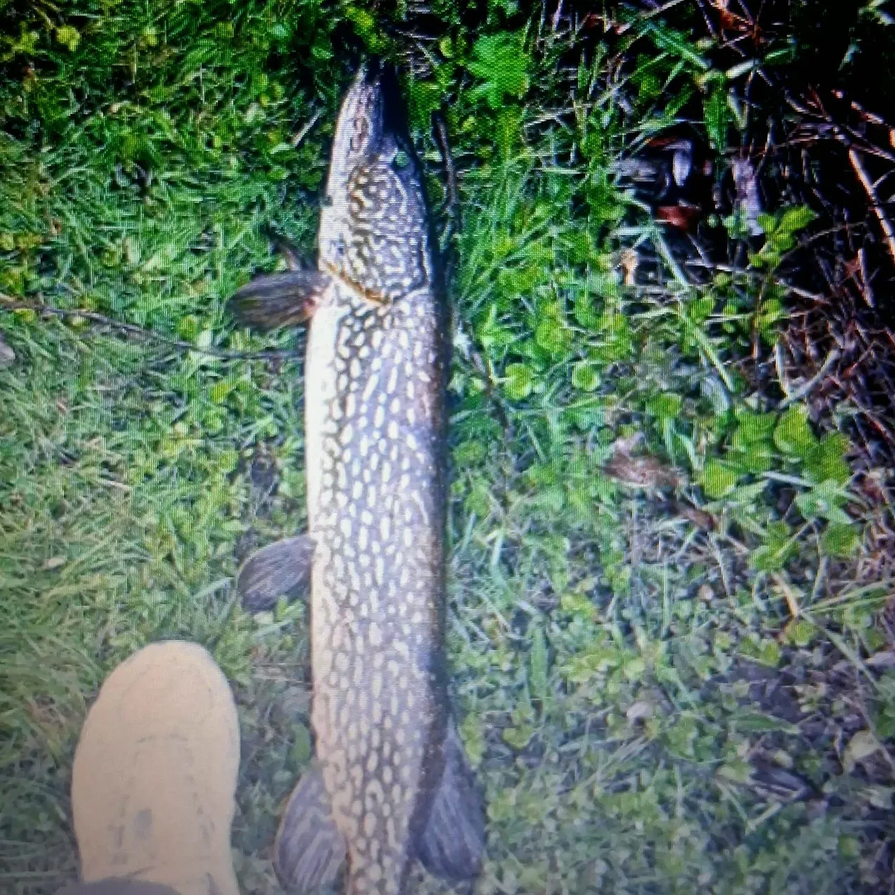 Northern pike caught on Fishbrain