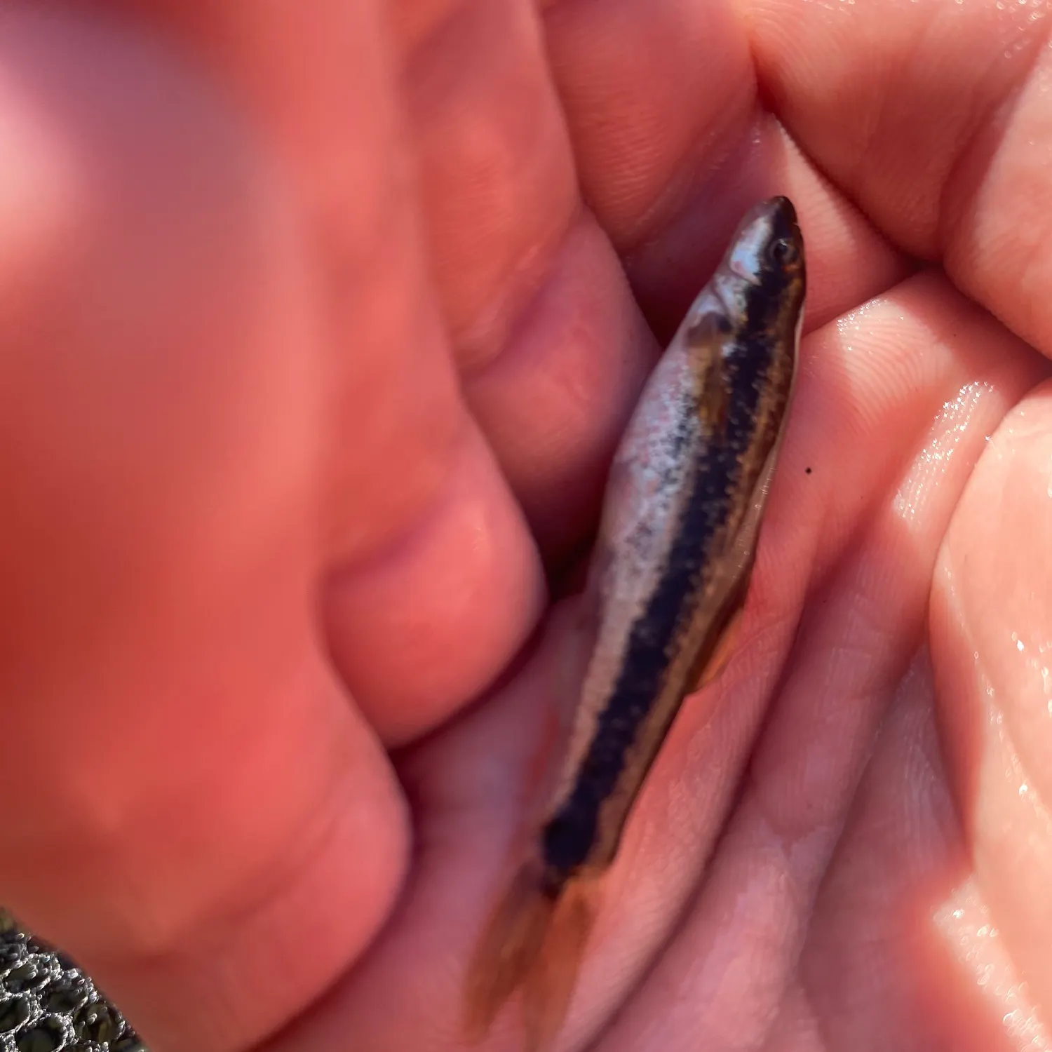 The most recent Eastern blacknose dace catches on Fishbrain