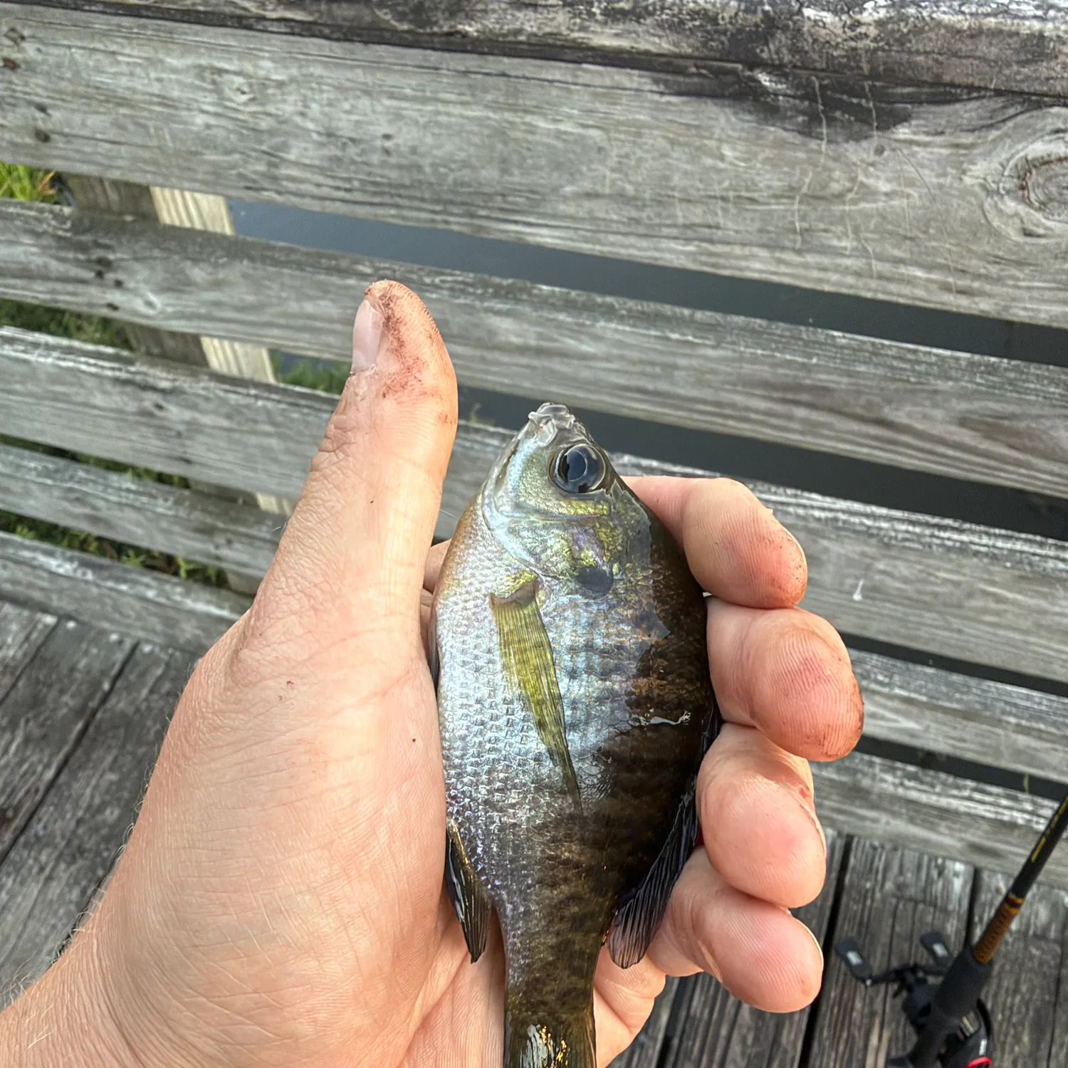Bluegill caught on Fishbrain