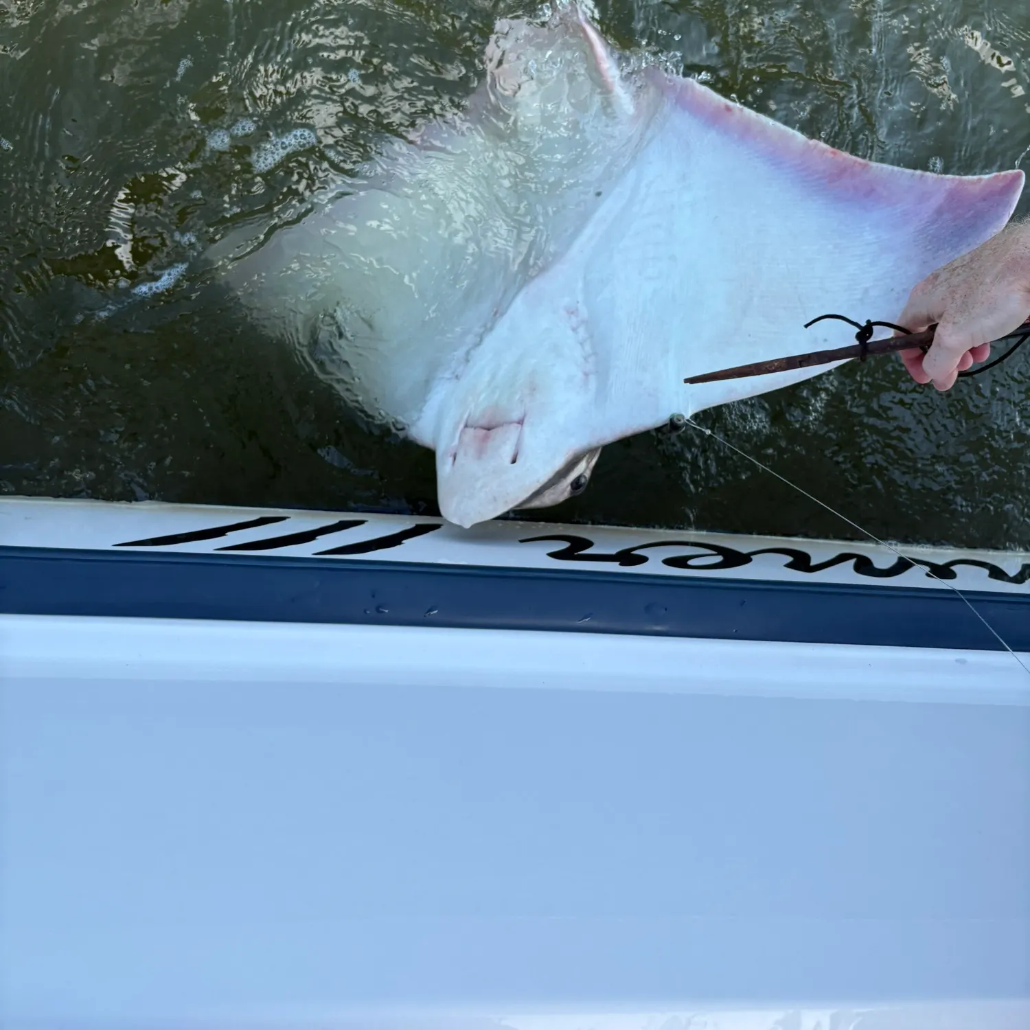 The most recent Cownose Ray catches on Fishbrain