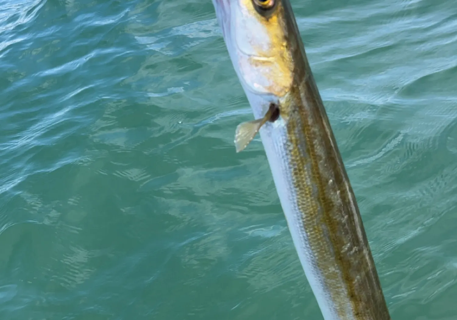 Australian barracuda