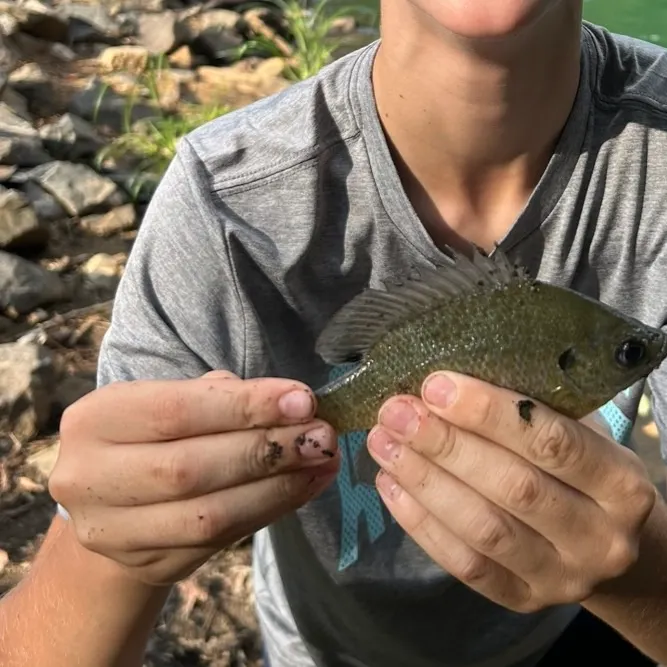 Bluegill caught on Fishbrain