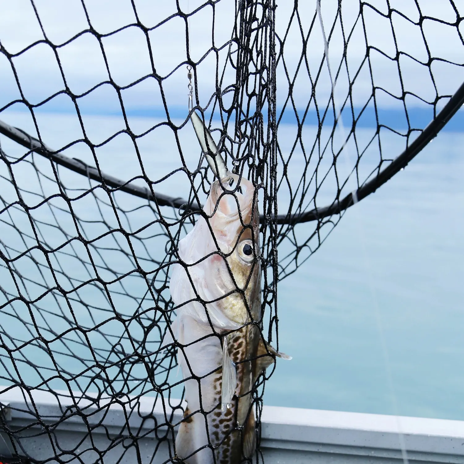 The most recent Alaska pollock catches on Fishbrain