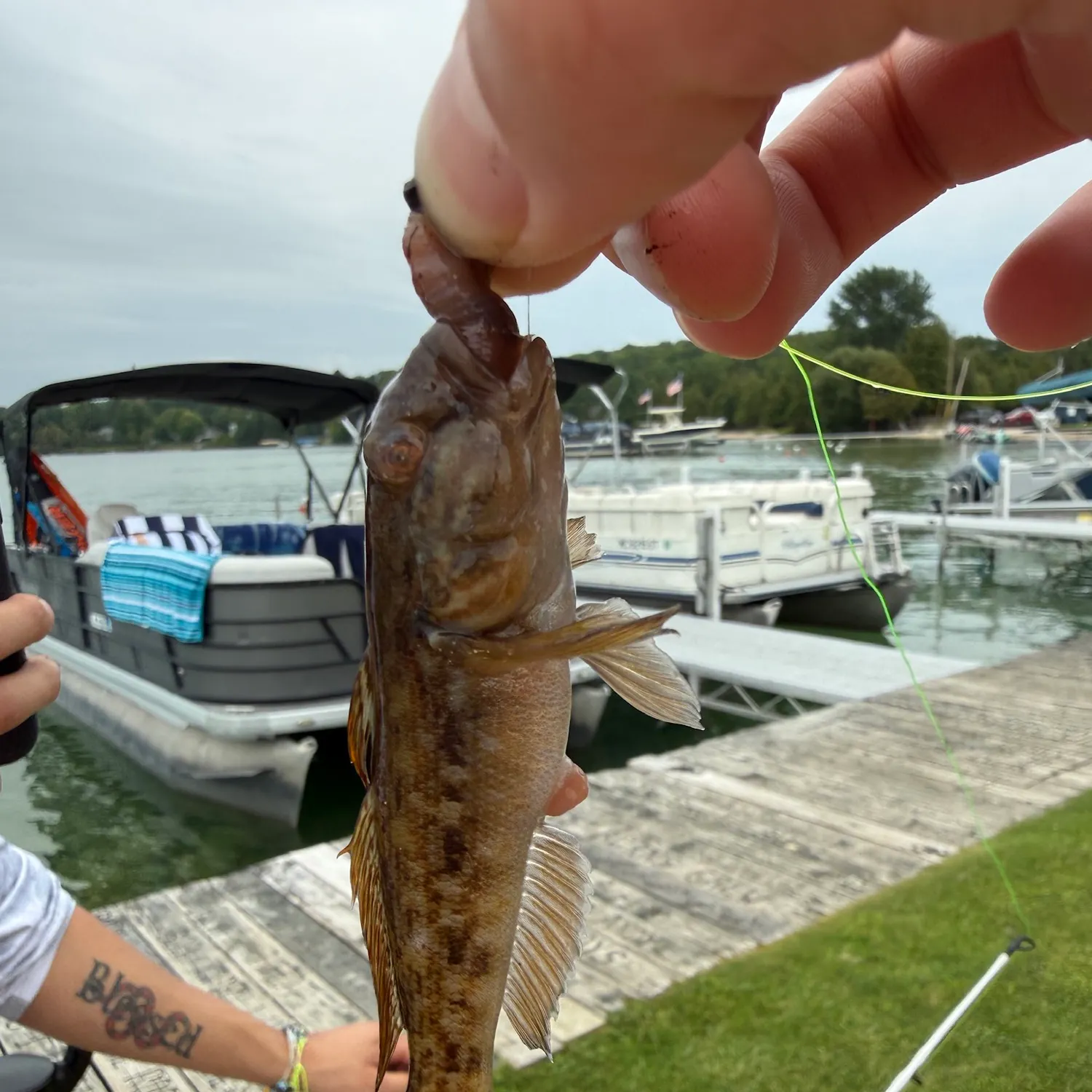 Round goby caught on Fishbrain
