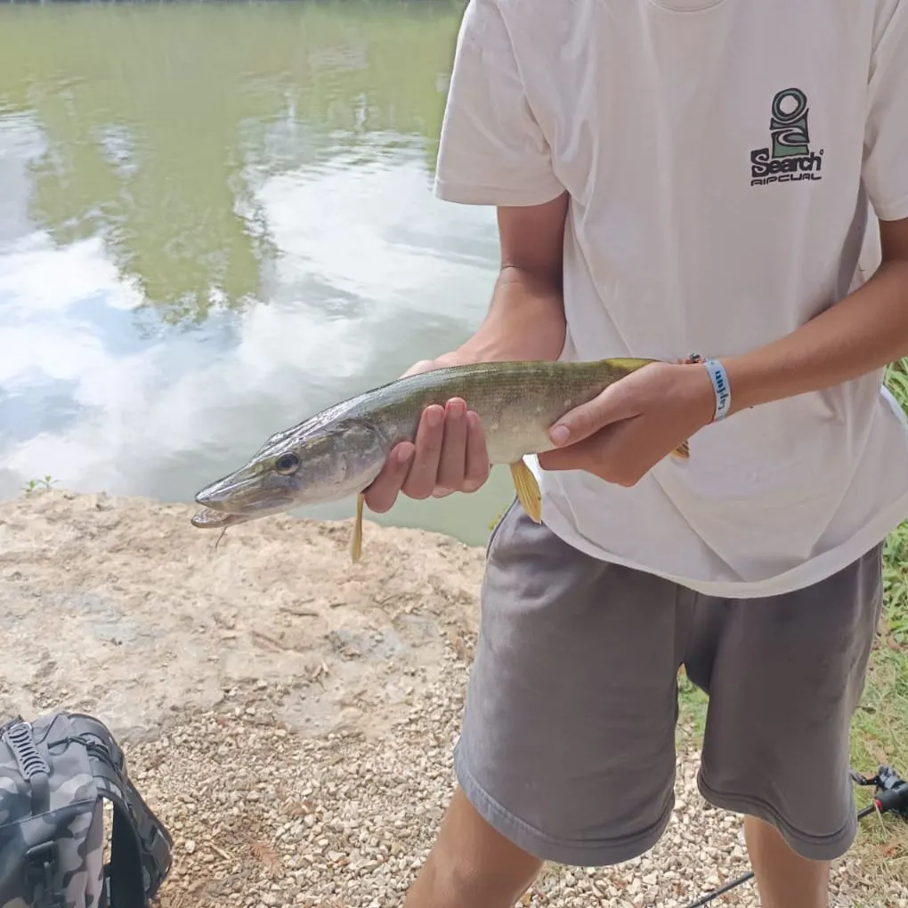 Northern pike caught on Fishbrain