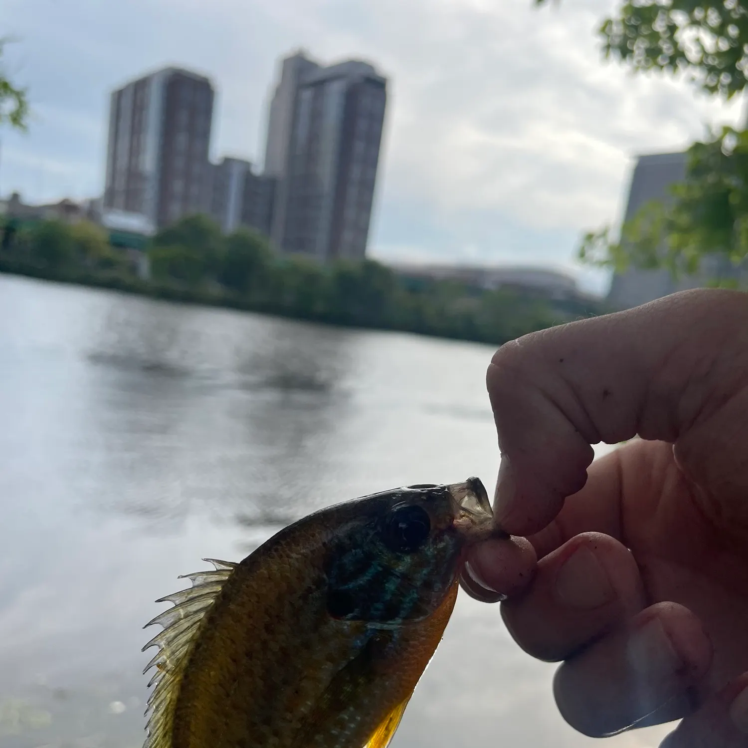 catch