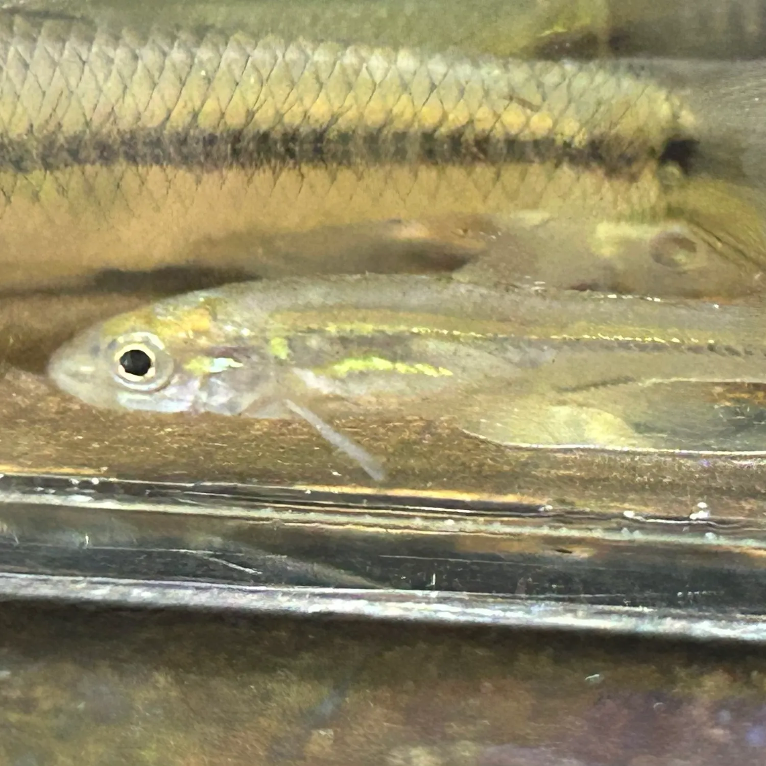 The most recent Mimic shiner catches on Fishbrain