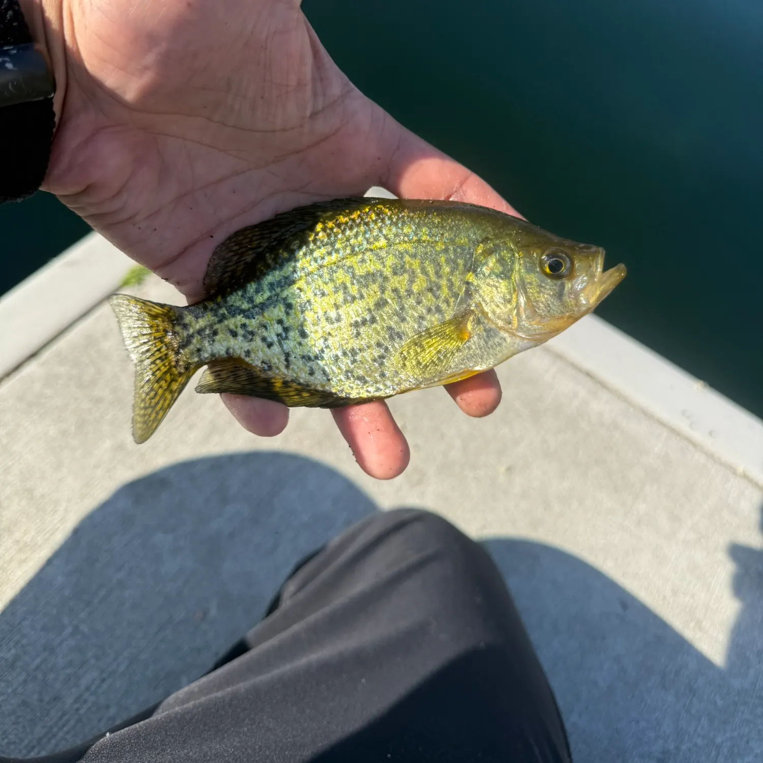 Black crappie caught on Fishbrain
