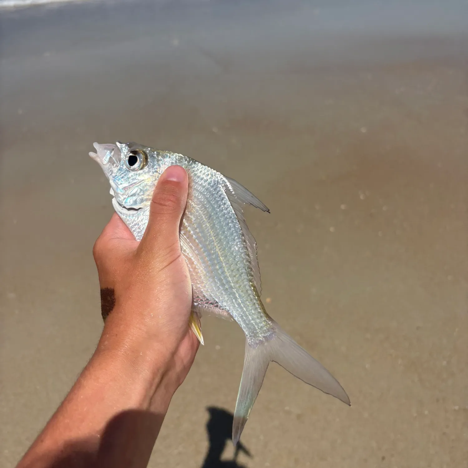 The most recent Striped mojarra catches on Fishbrain