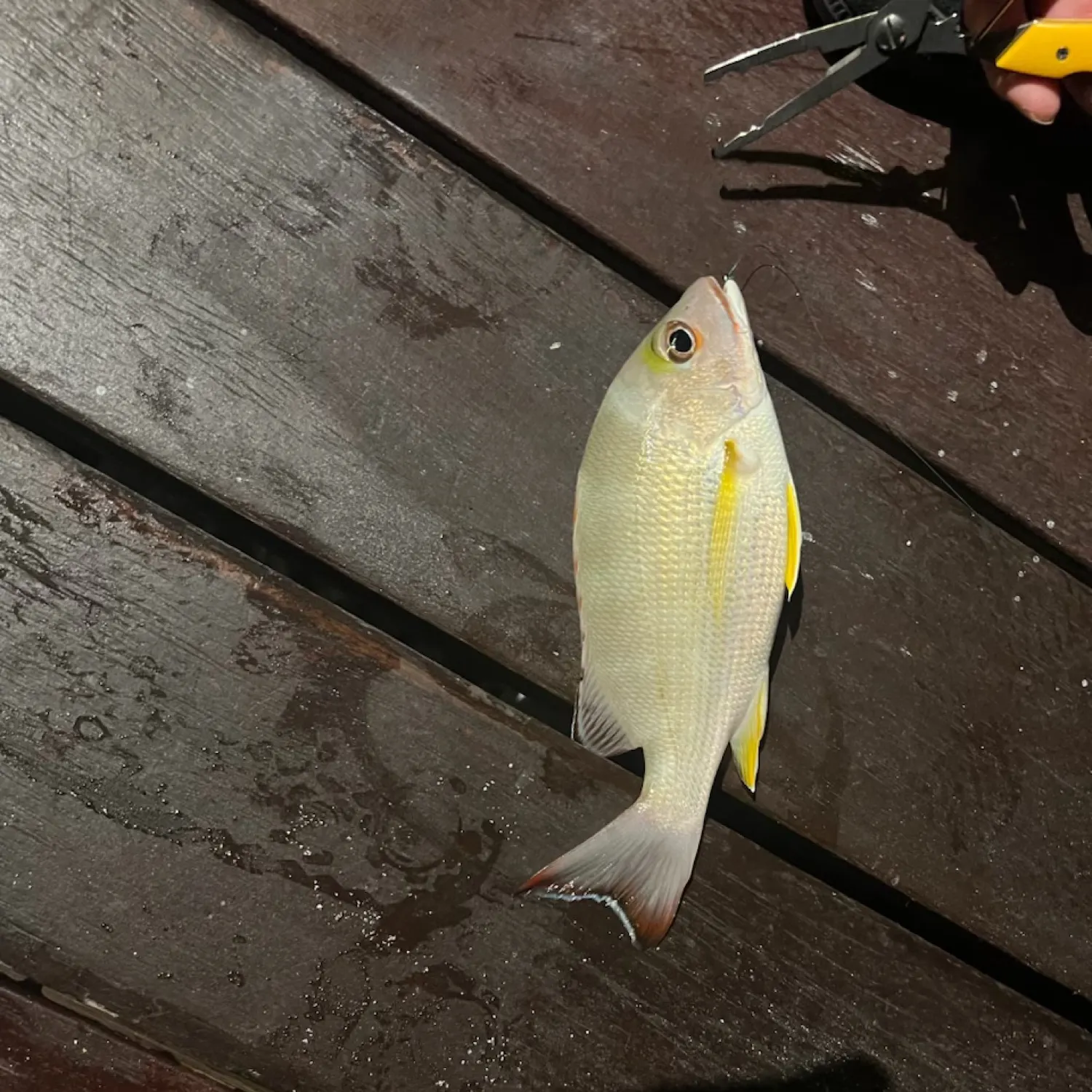 The most recent Blacktail snapper catches on Fishbrain
