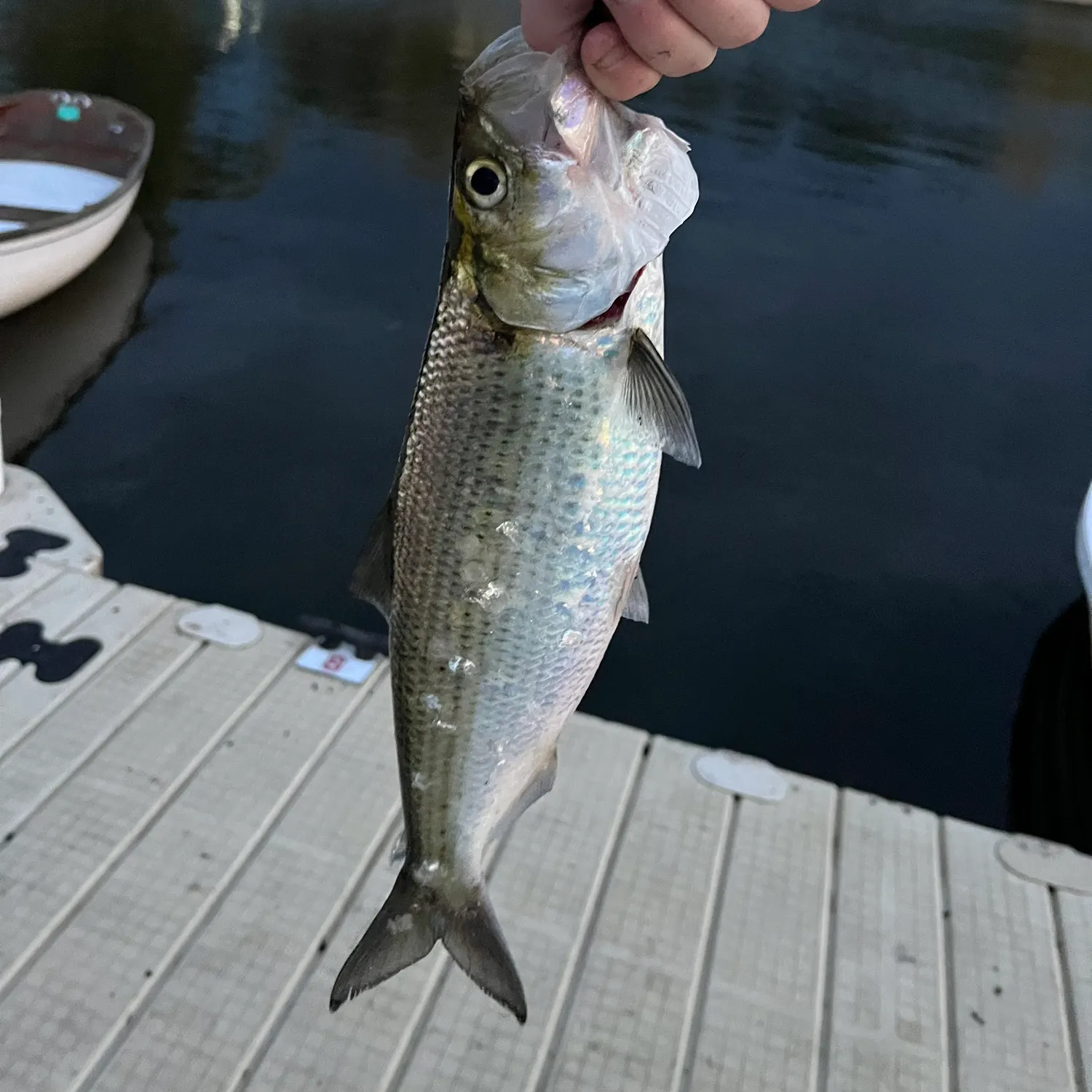 The most recent Hickory shad catches on Fishbrain
