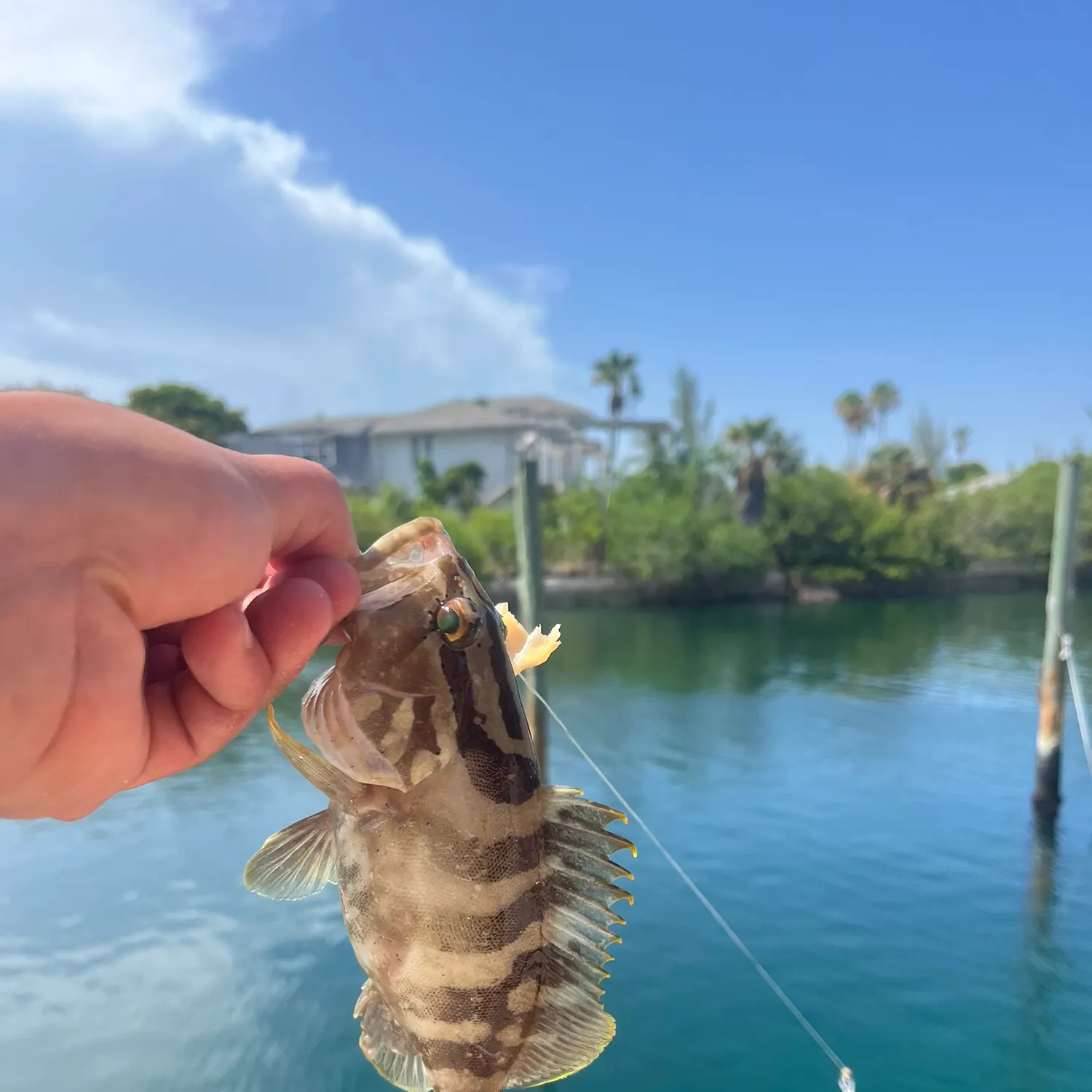 The most recent Areolate grouper catches on Fishbrain
