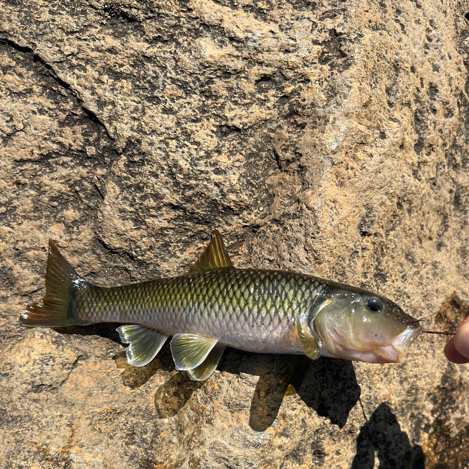 Creek chub caught on Fishbrain