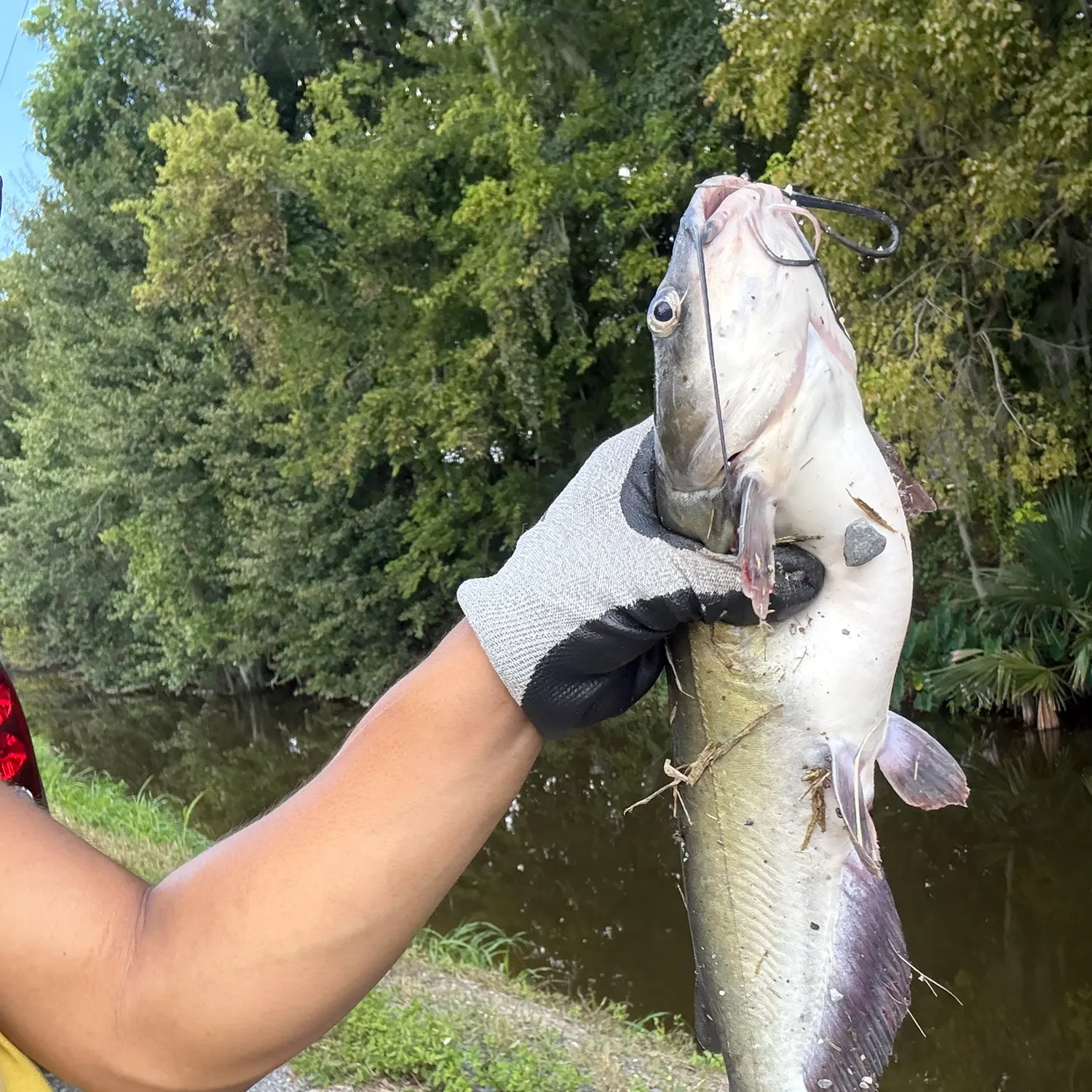 Channel catfish caught on Fishbrain