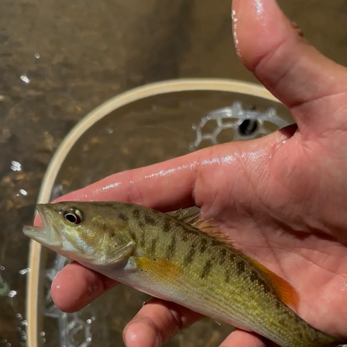 Redeye bass caught on Fishbrain