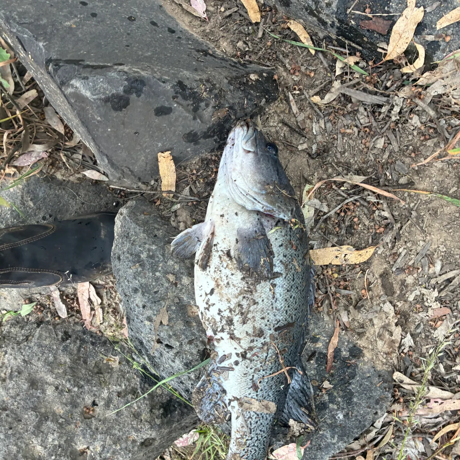 Trout cod caught on Fishbrain