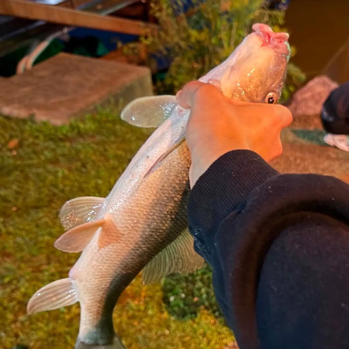 White sucker caught on Fishbrain