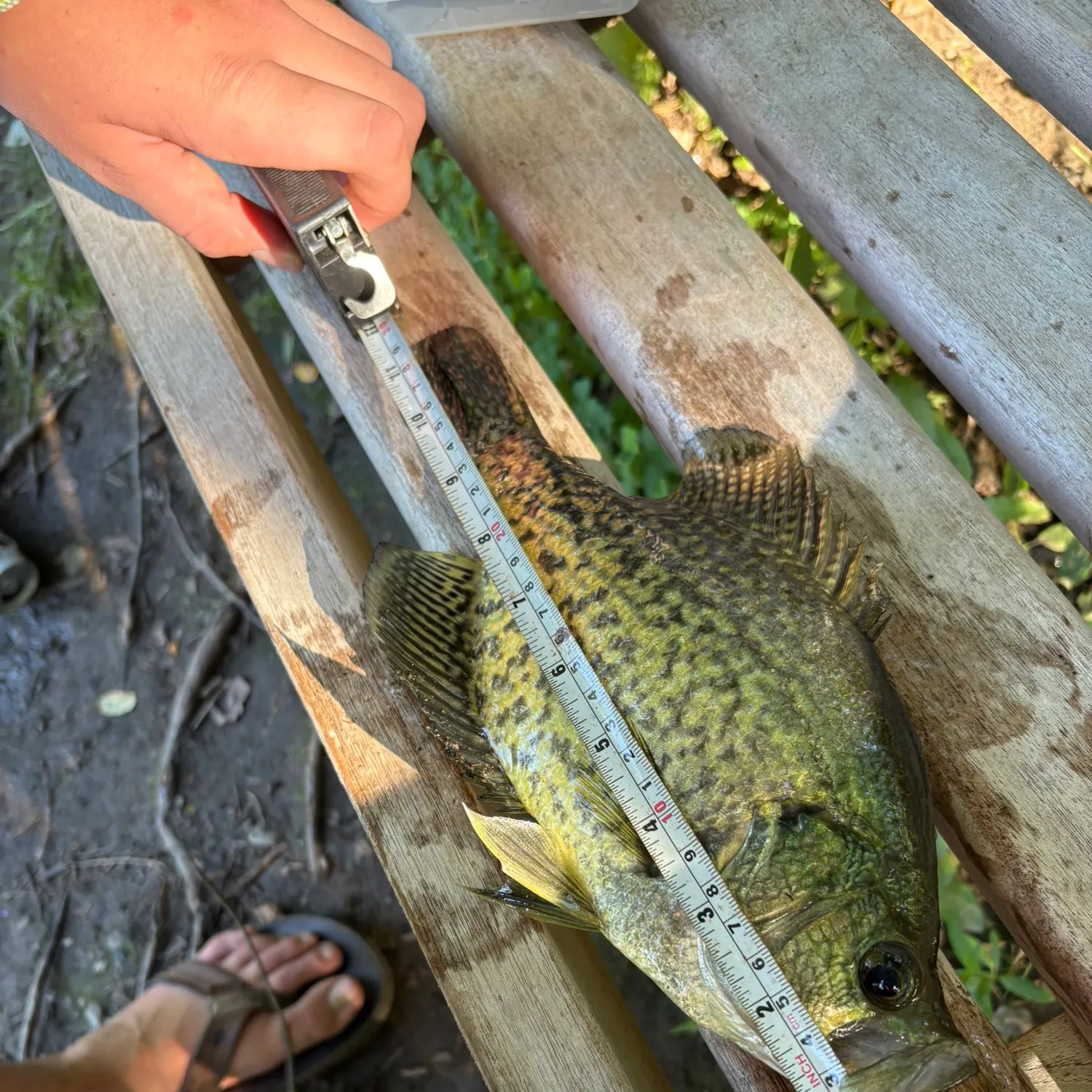 recently logged catches