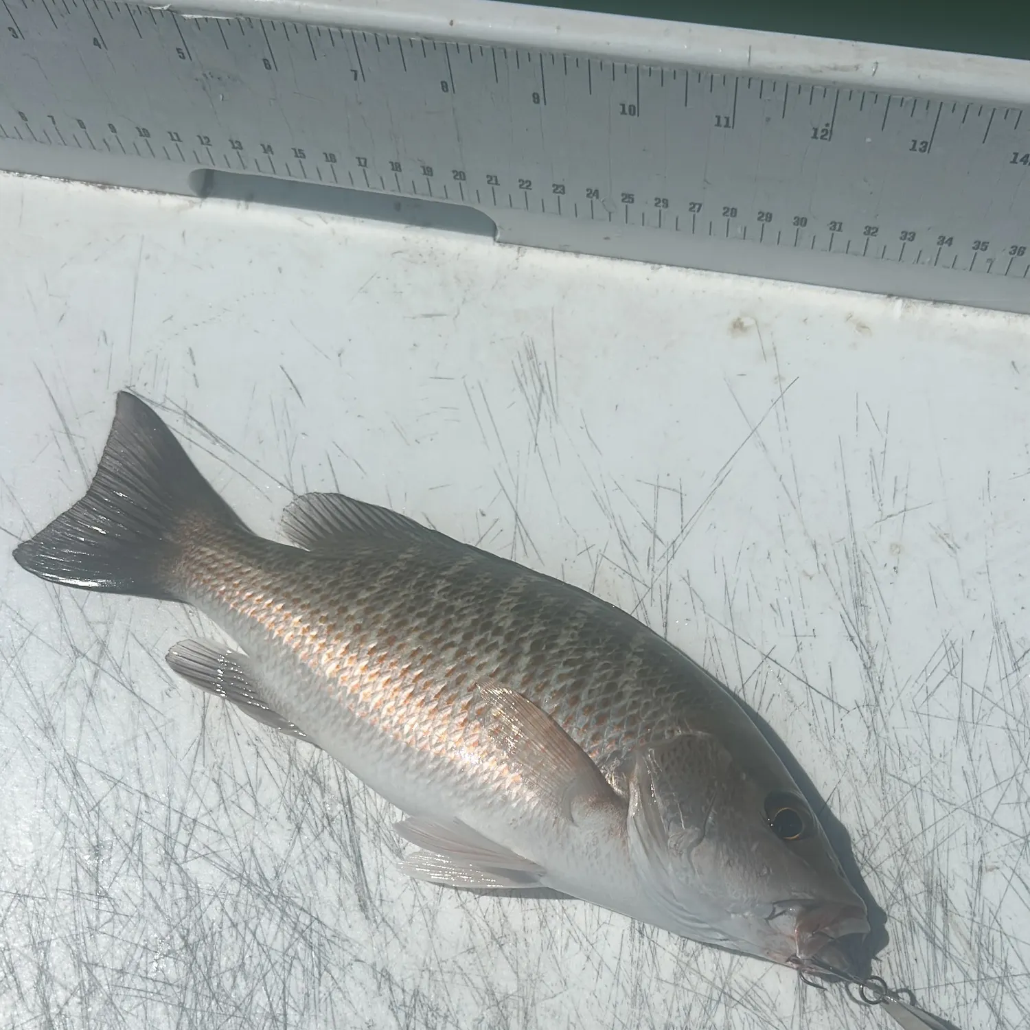 Mangrove snapper caught on Fishbrain
