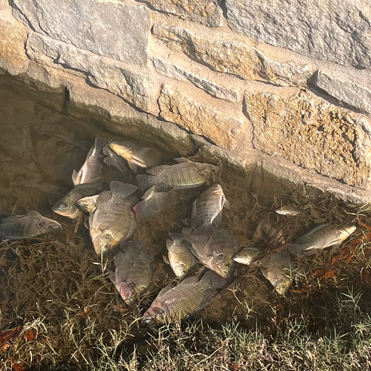 The most recent Nile tilapia catches on Fishbrain