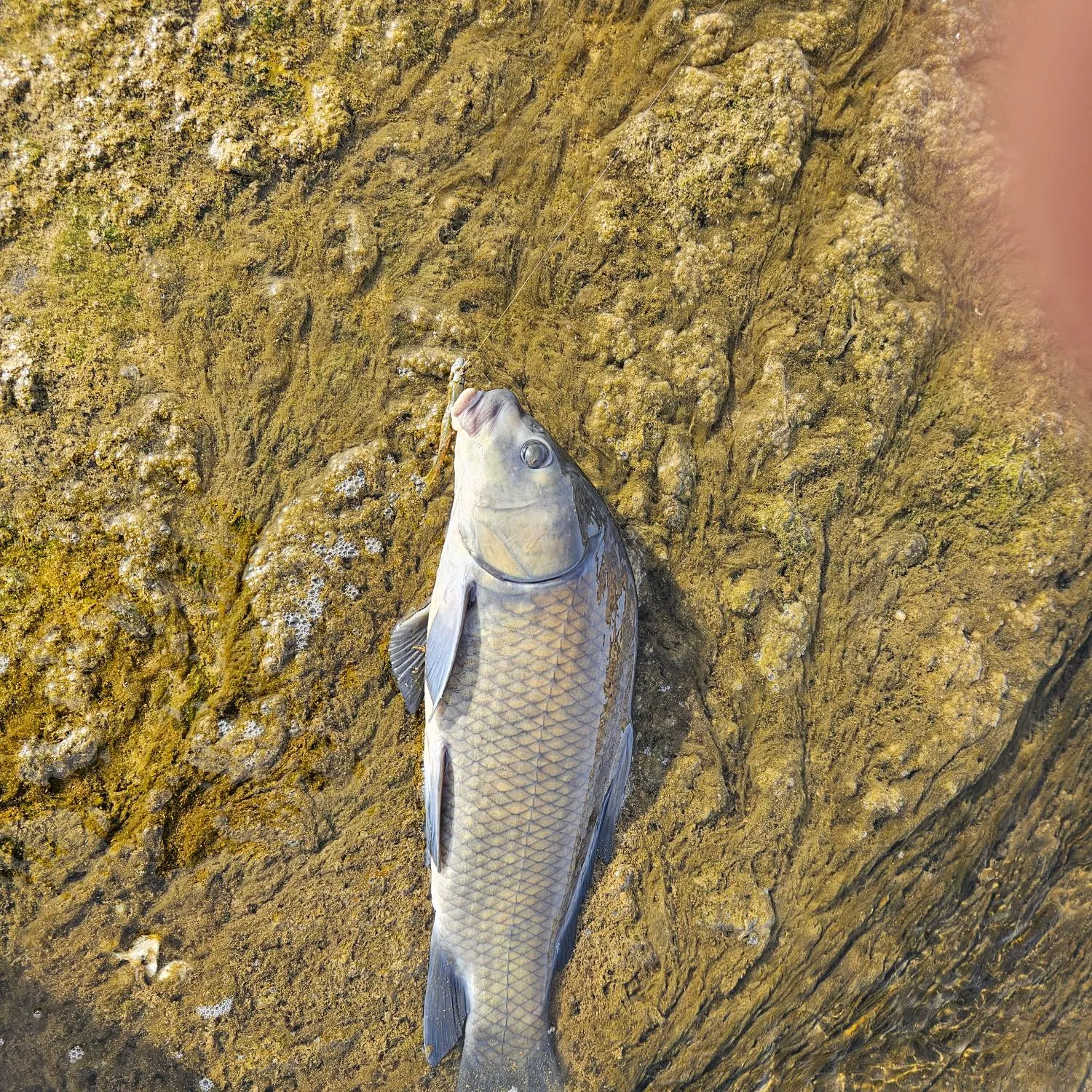 The most recent Black buffalo catches on Fishbrain