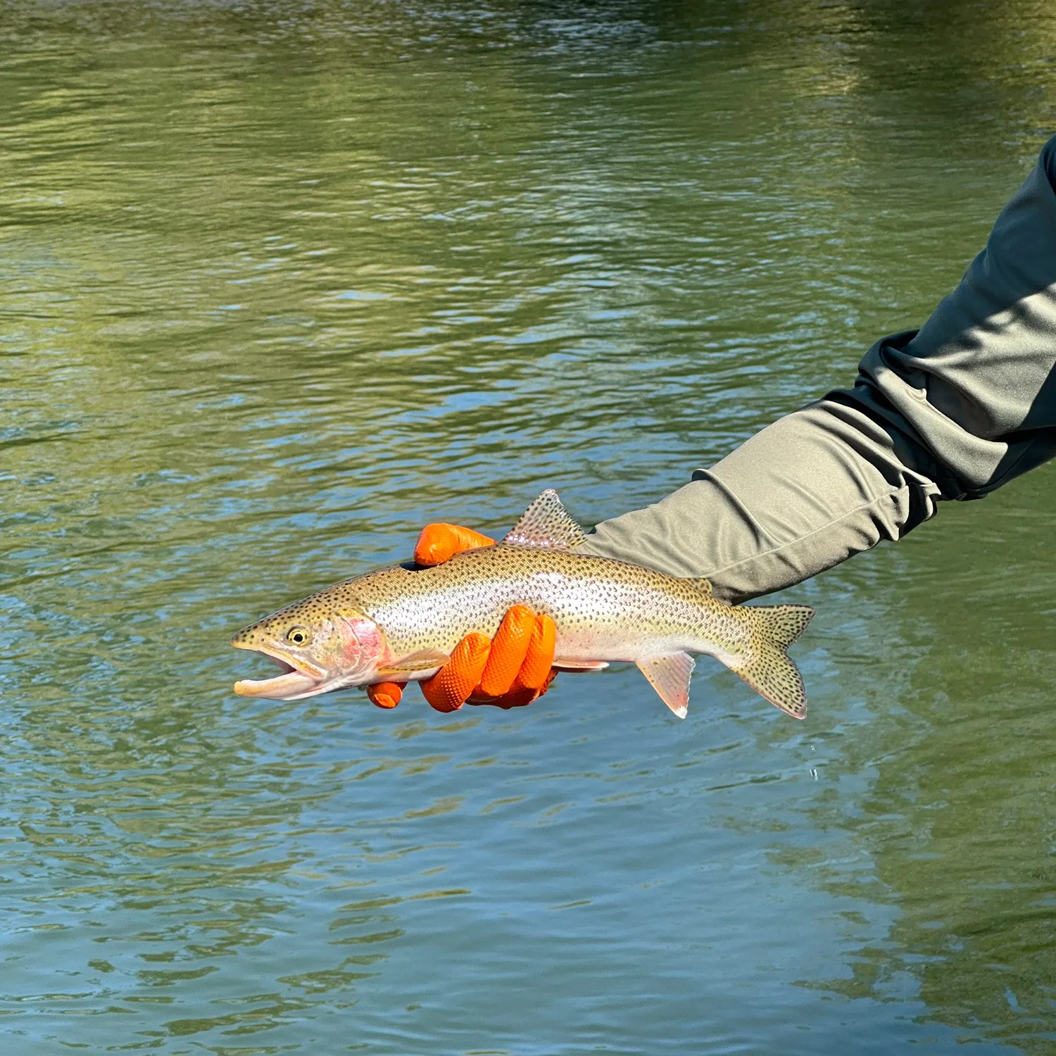 Fish caught on Fishbrain