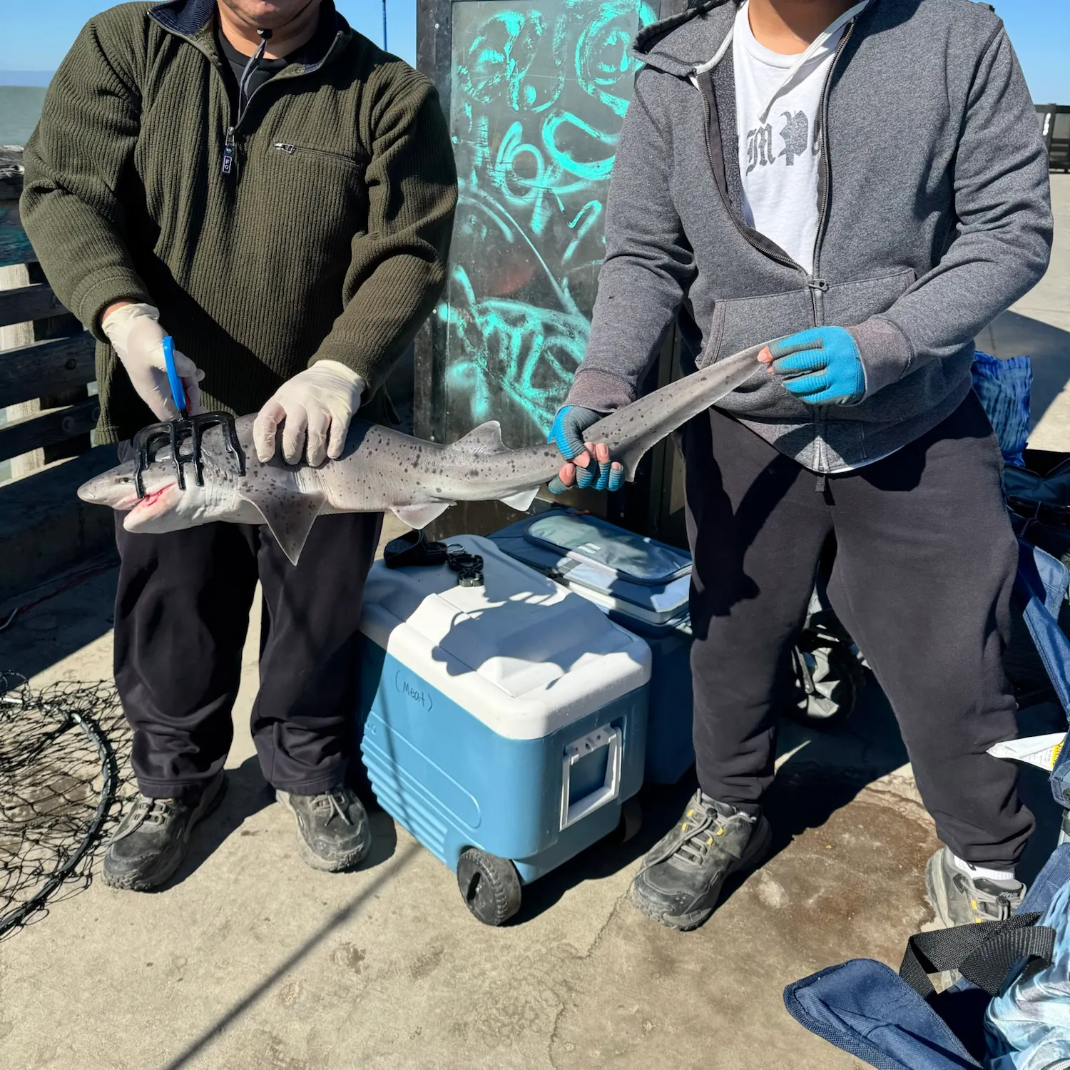 The most recent Broadnose sevengill shark catches on Fishbrain