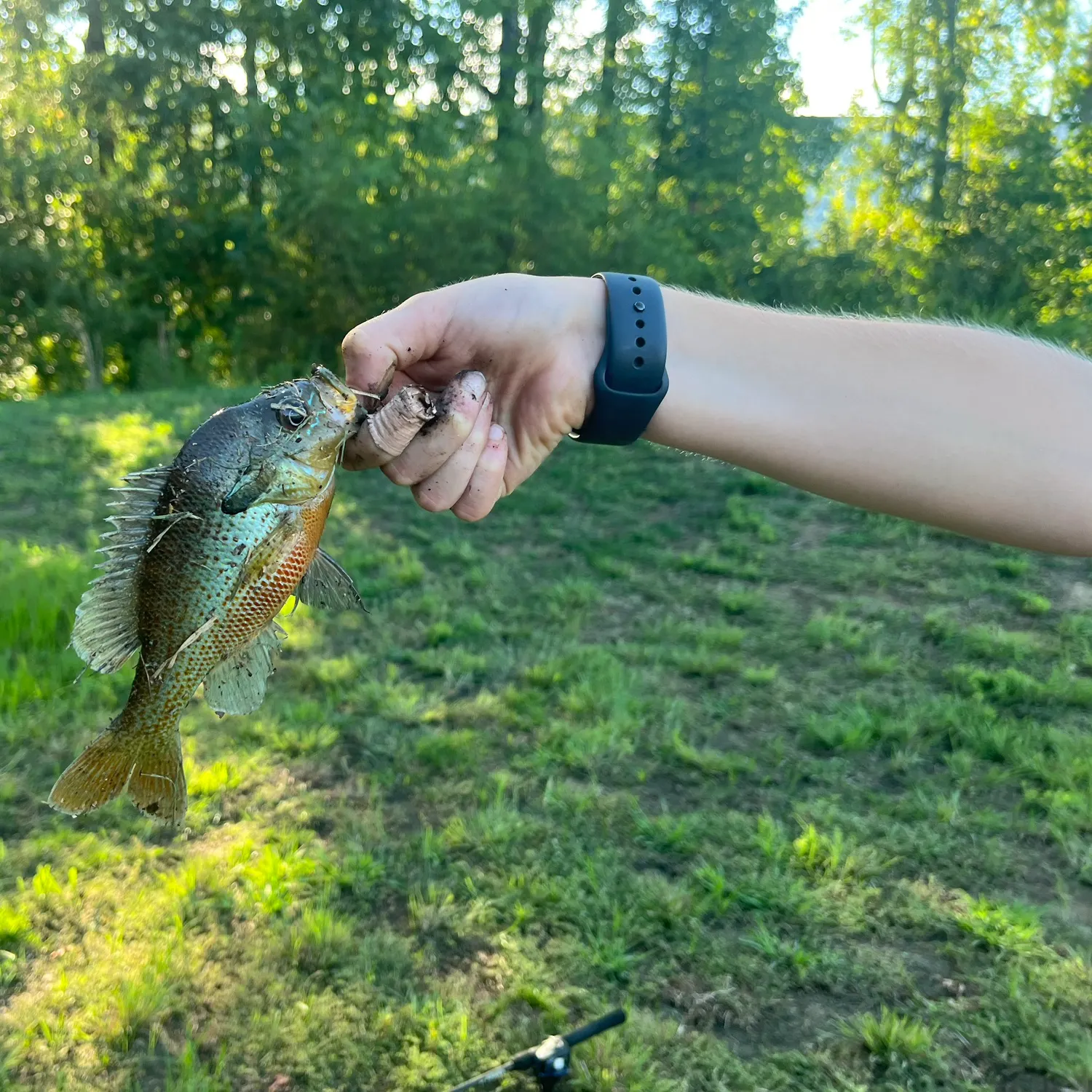 The most recent Redbreast sunfish catches on Fishbrain