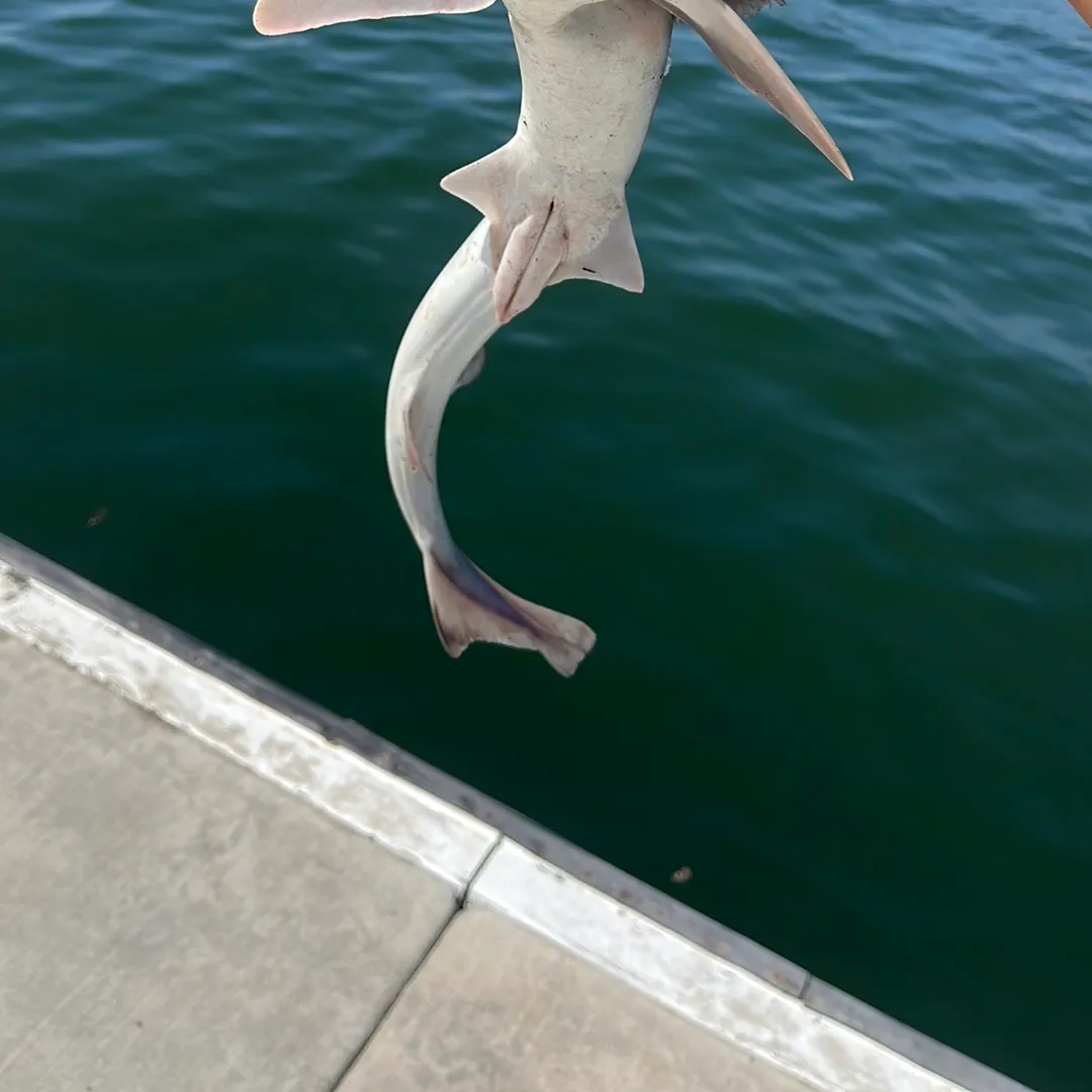 The most recent Grey smooth-hound catches on Fishbrain