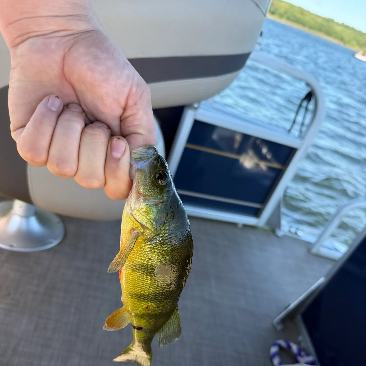Yellow perch caught on Fishbrain