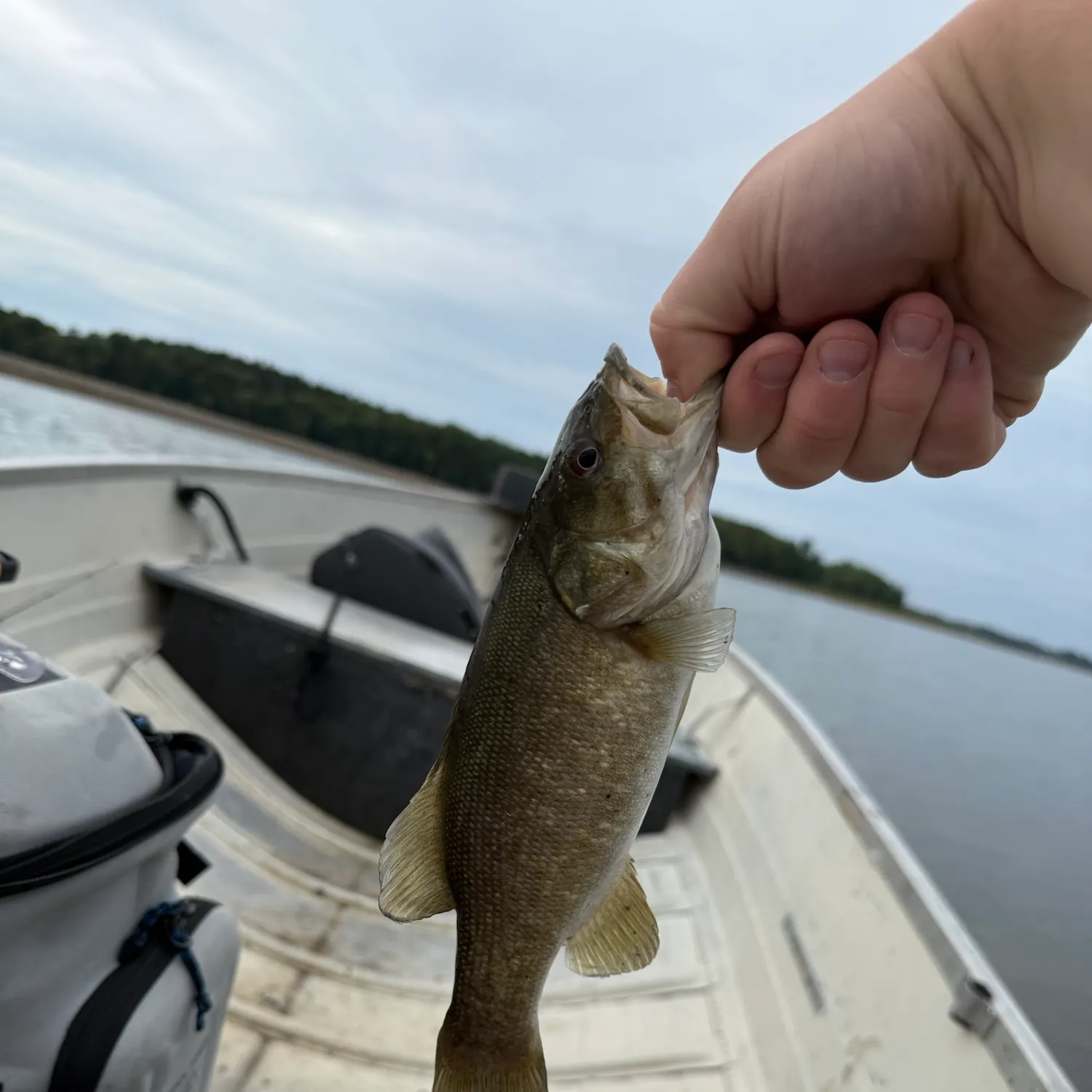 Smallmouth bass caught on Fishbrain