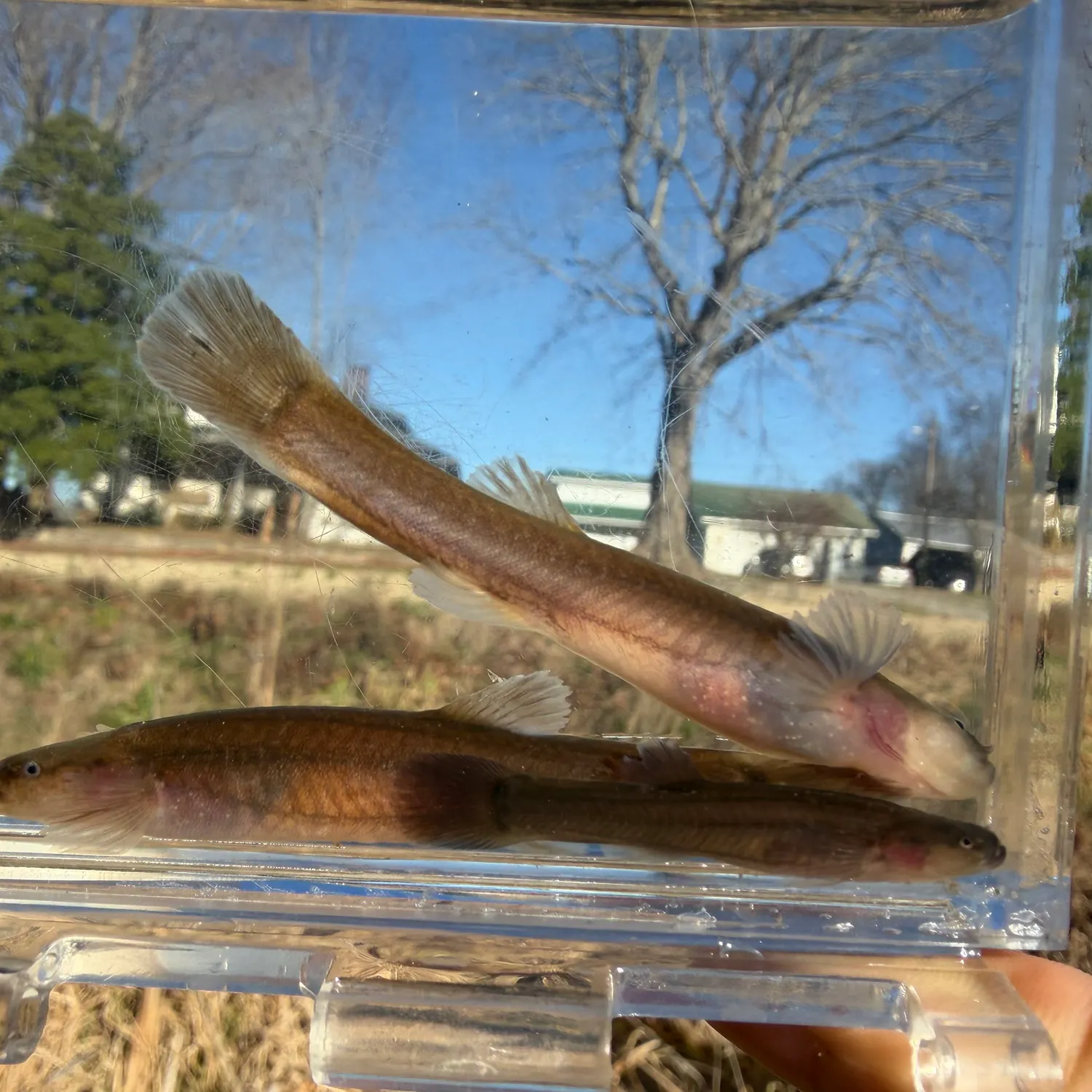 The most recent Western pirate perch catches on Fishbrain