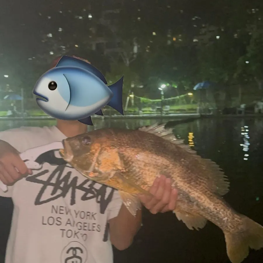 The most recent John's snapper catches on Fishbrain