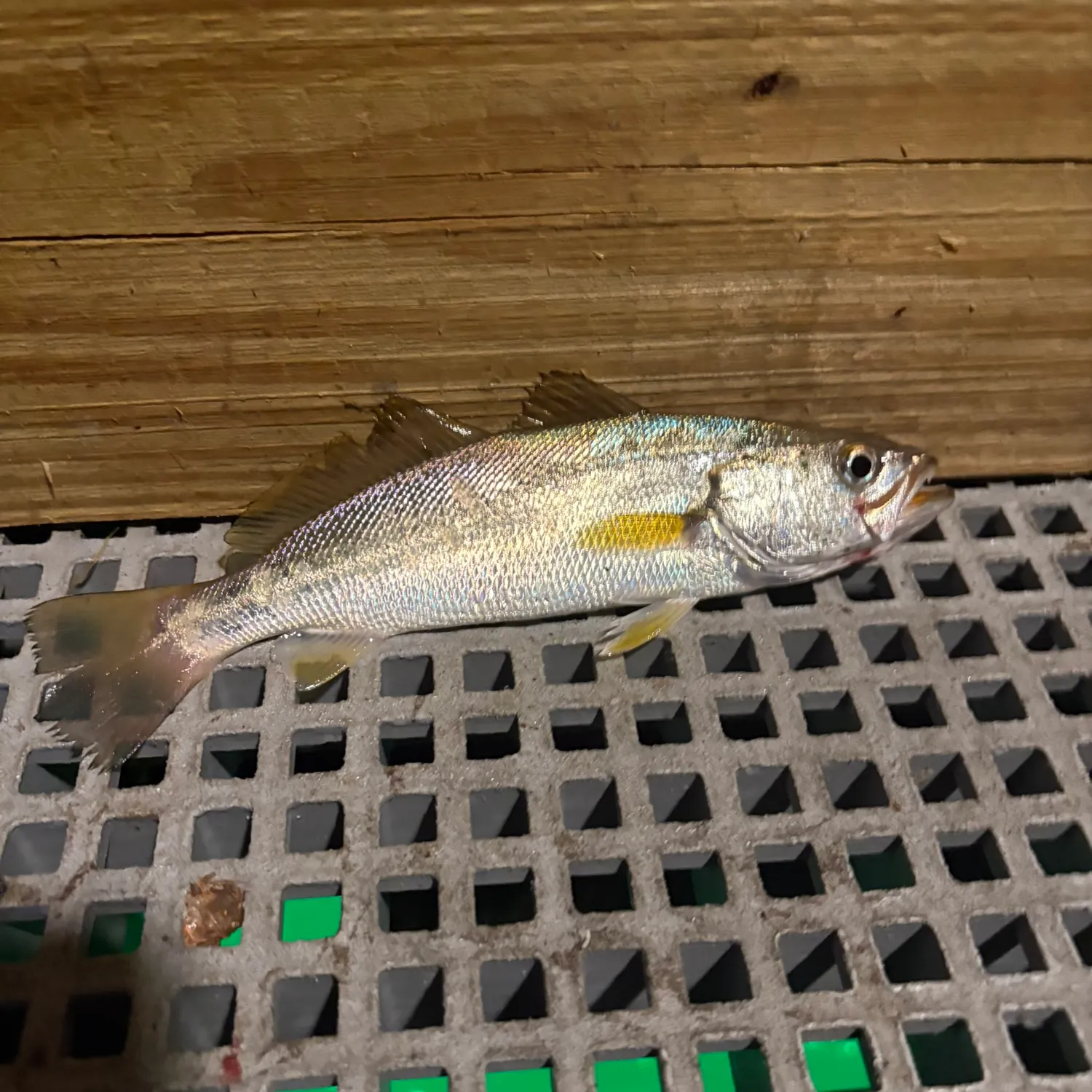 The most recent Sand seatrout catches on Fishbrain