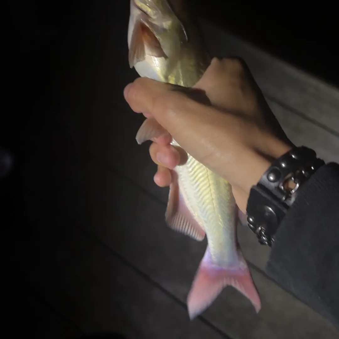 Channel catfish caught on Fishbrain