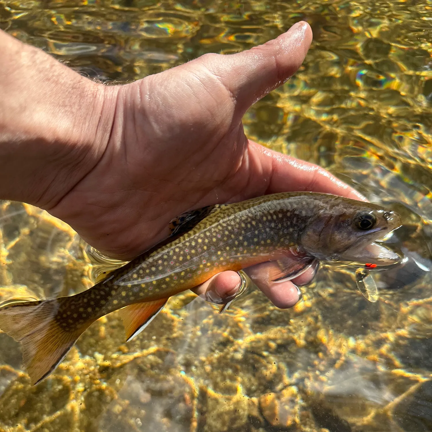Brook trout caught on Fishbrain