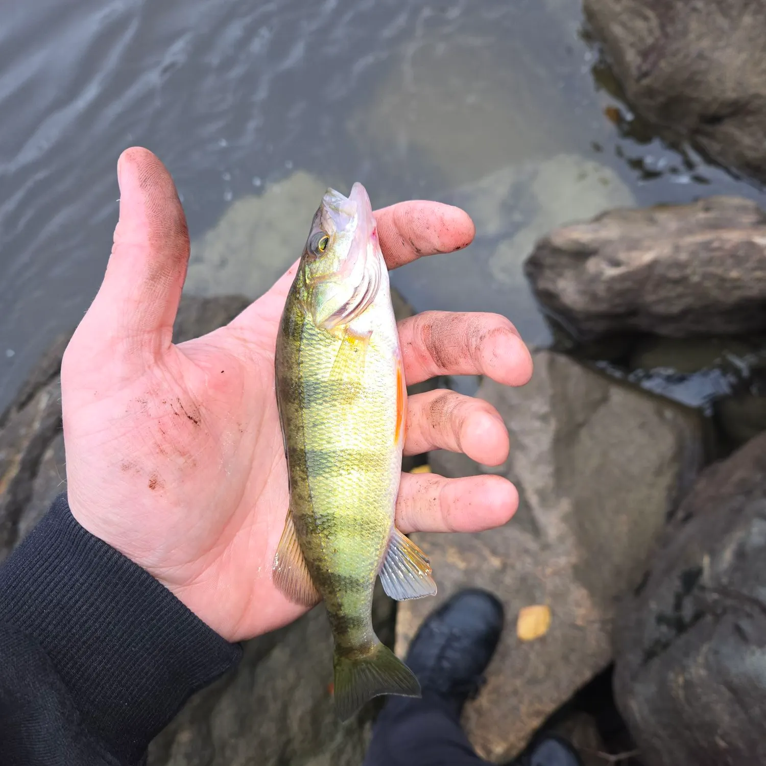 Yellow perch caught on Fishbrain