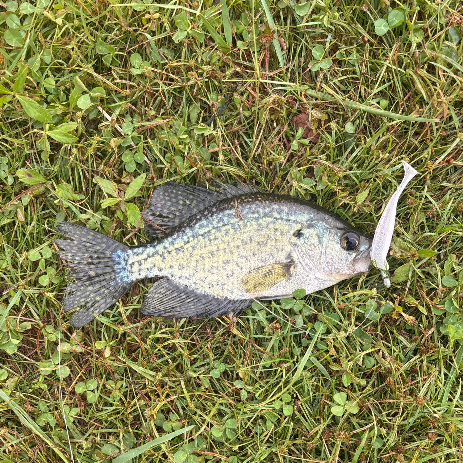 Black crappie caught on Fishbrain