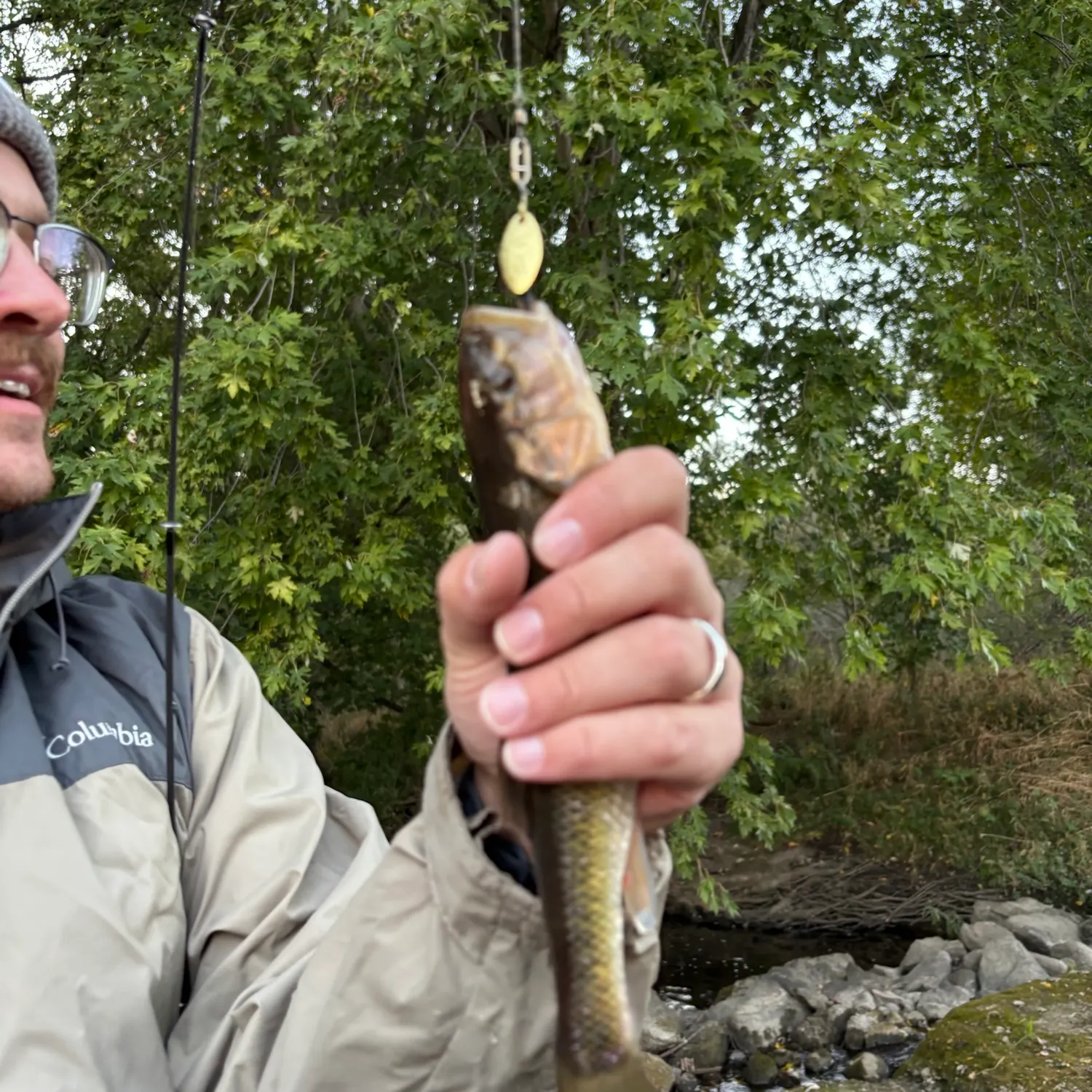 Creek chub caught on Fishbrain