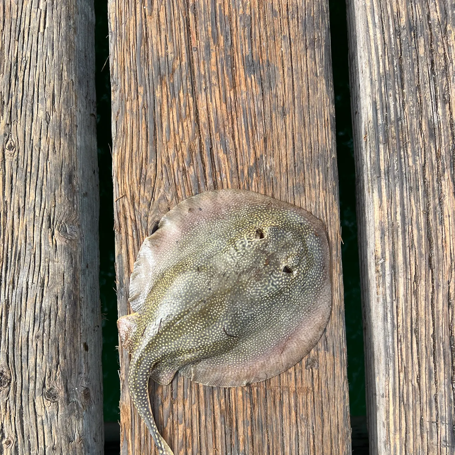 Haller's round ray caught on Fishbrain