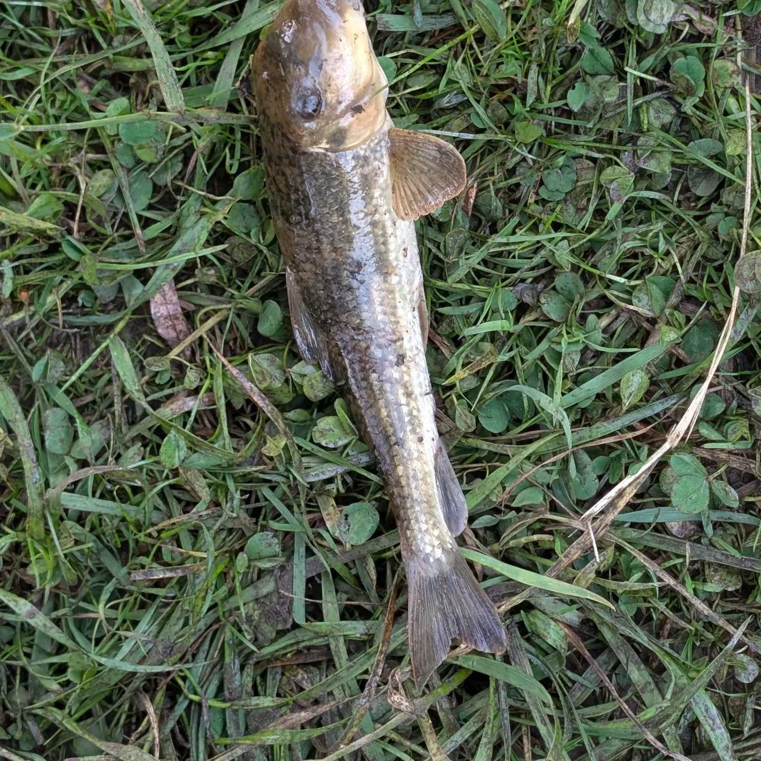 The most recent Northern hogsucker catches on Fishbrain