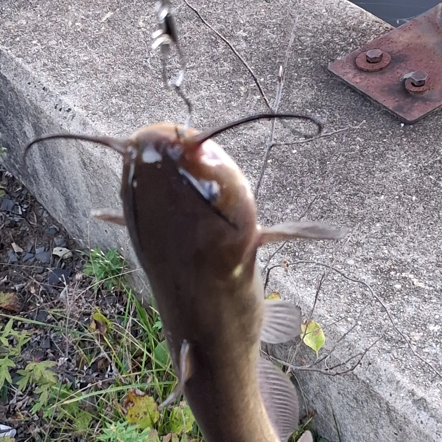 Black bullhead caught on Fishbrain