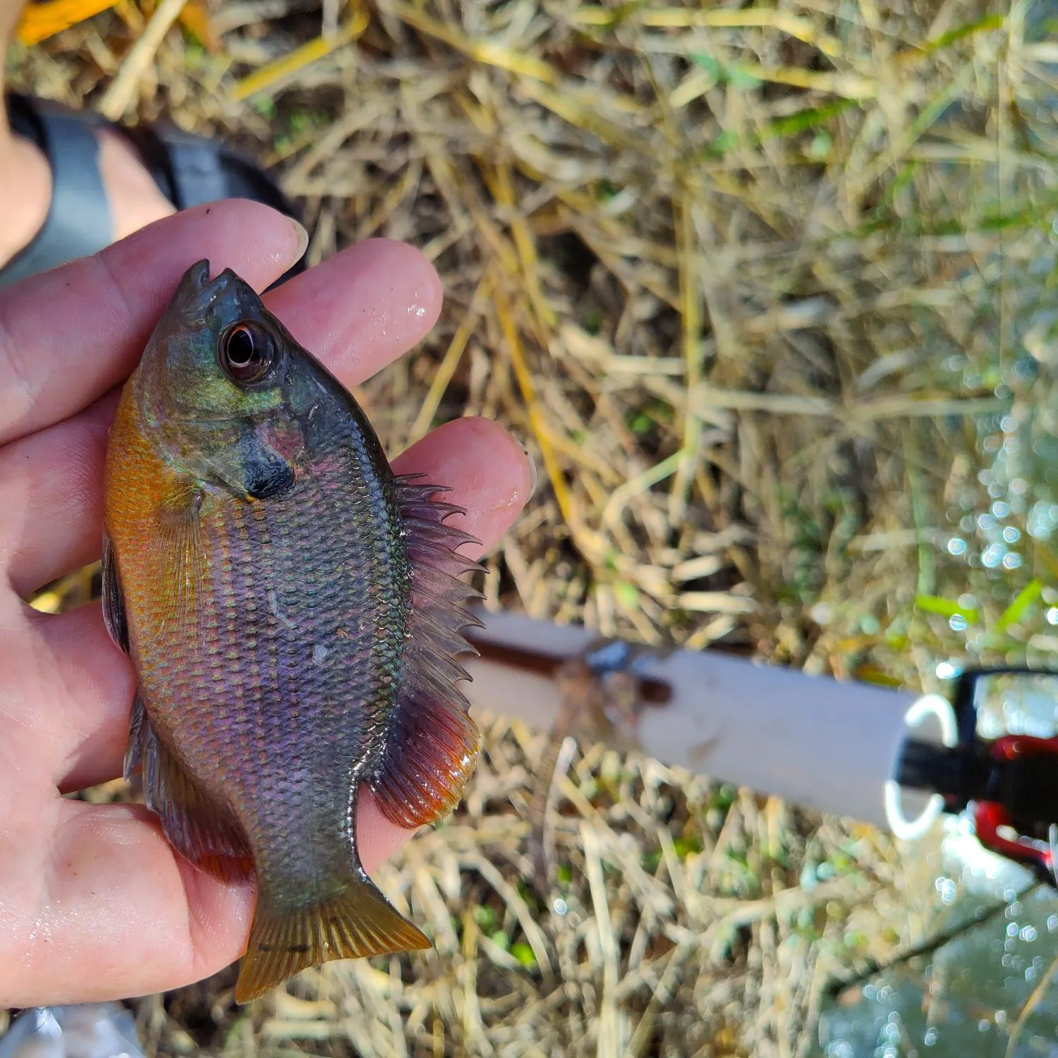 The most recent Redspotted sunfish catches on Fishbrain