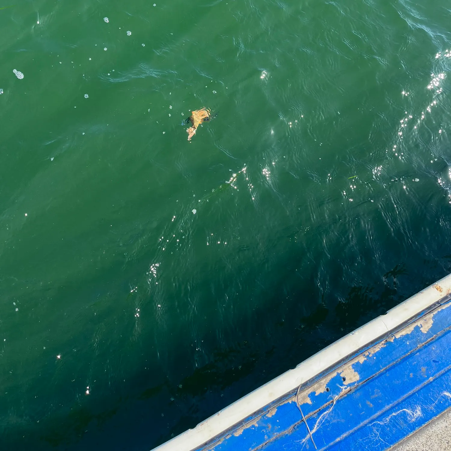 The most recent Flying gurnard catches on Fishbrain