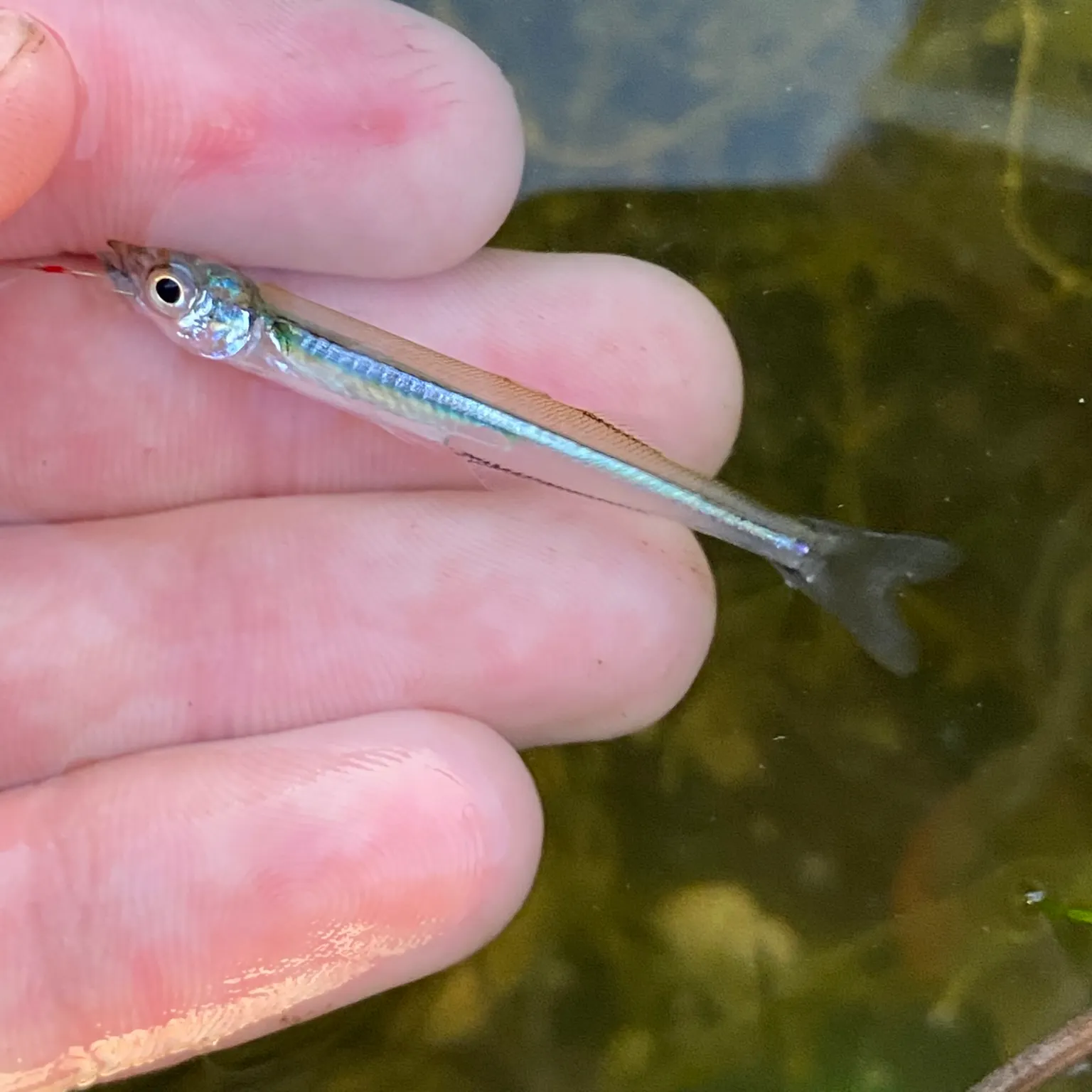 The most recent Brook silverside catches on Fishbrain