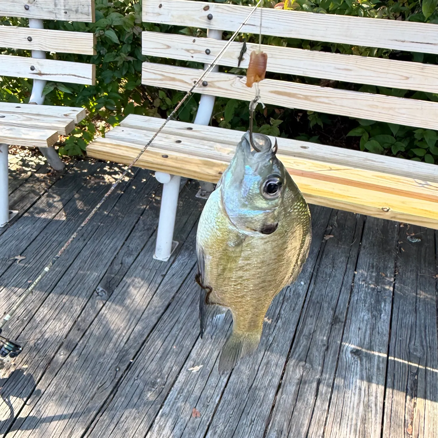 Green sunfish caught on Fishbrain