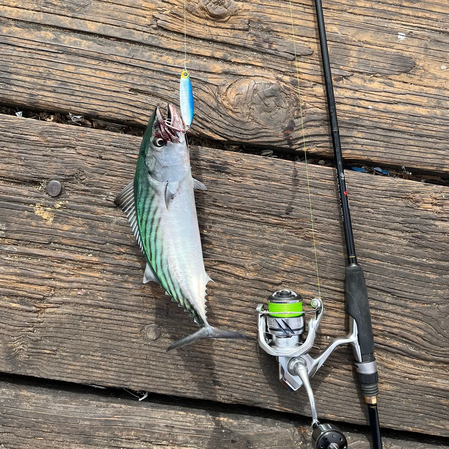 The most recent Pacific bonito catches on Fishbrain