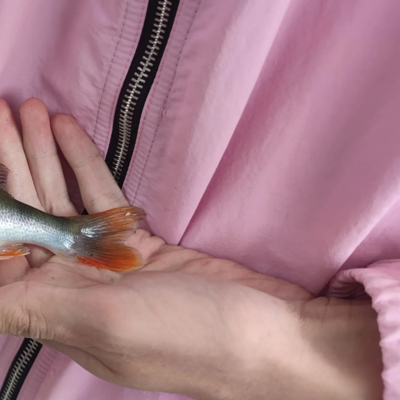 European perch caught on Fishbrain